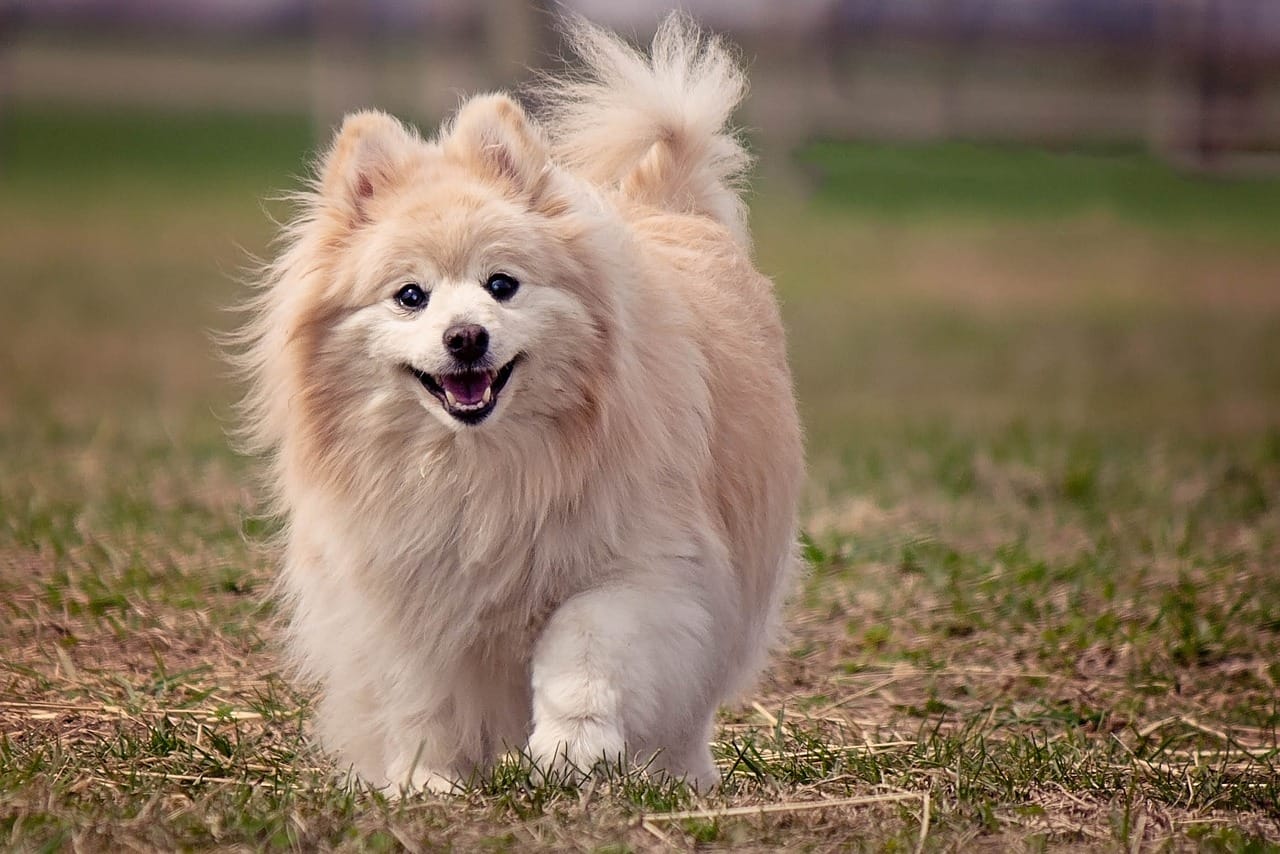 Are Pomeranians Expensive?