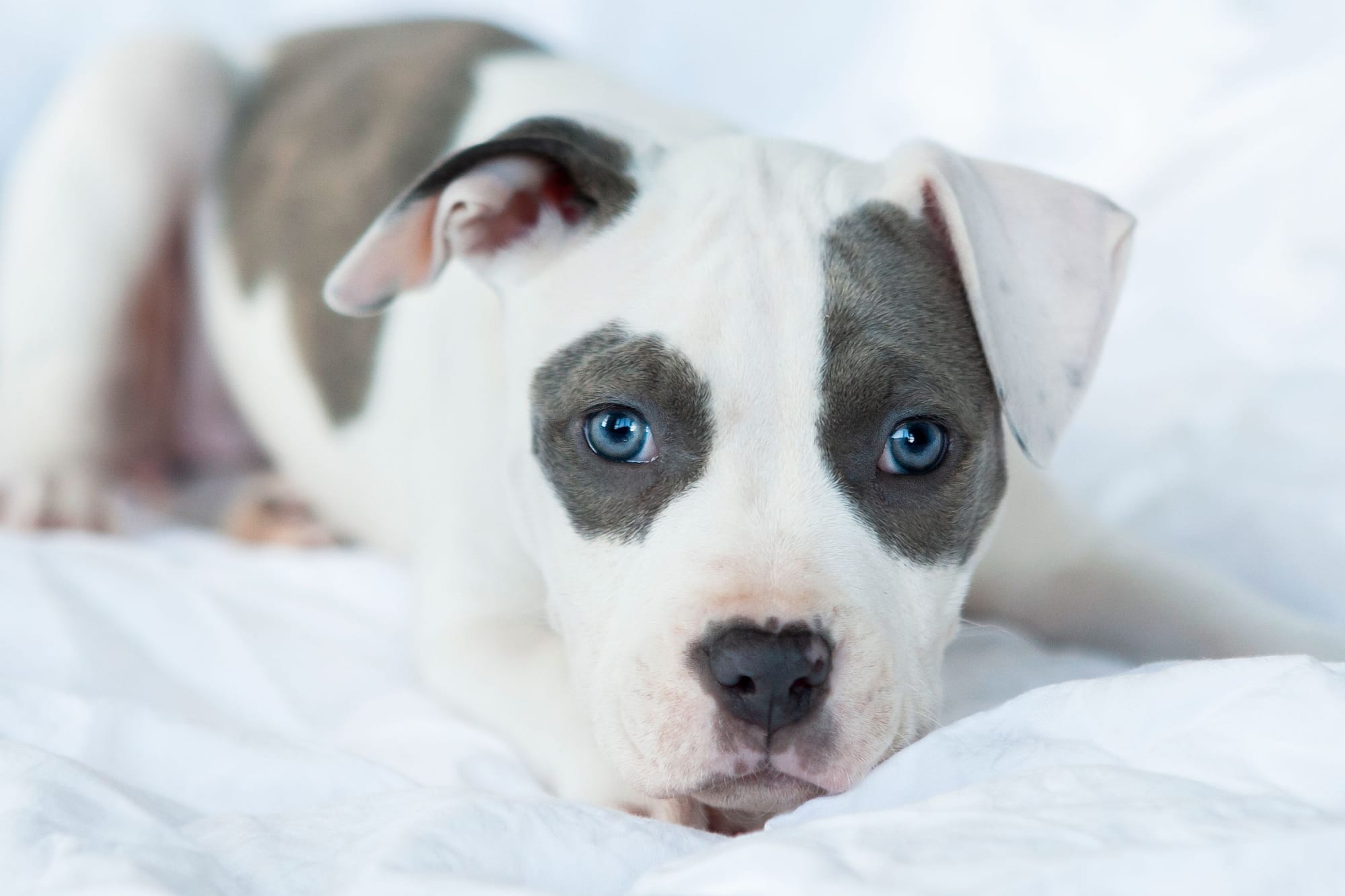Can American Bulldogs Have Blue Eyes?