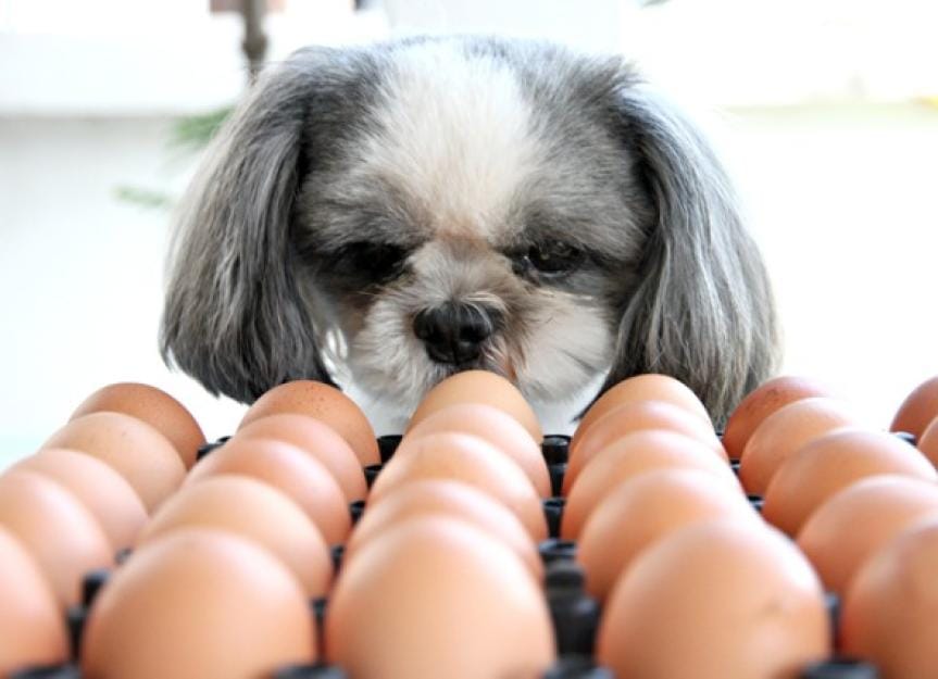 Can Maltese Dogs Eat Eggs