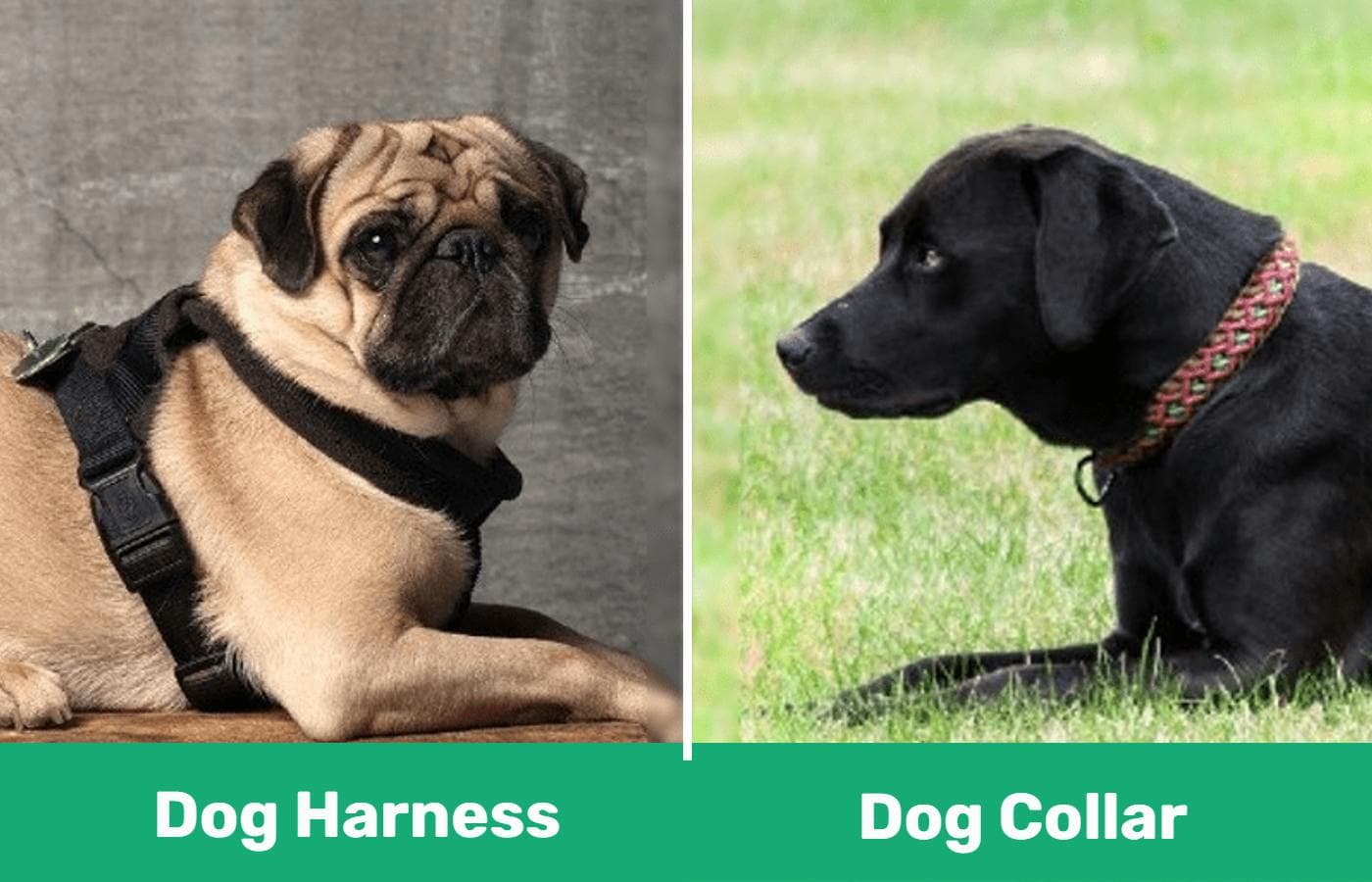 Difference Between a Harness and a Collar