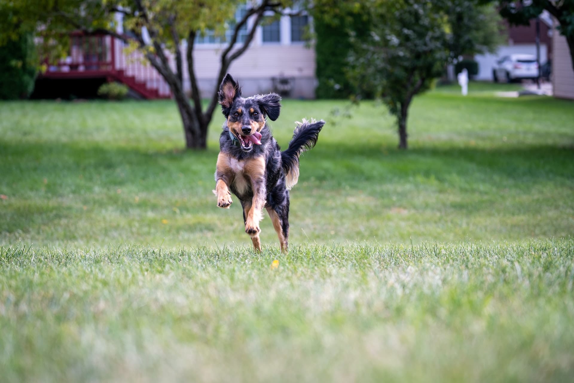 Are Invisible Fences Safe for Dogs?