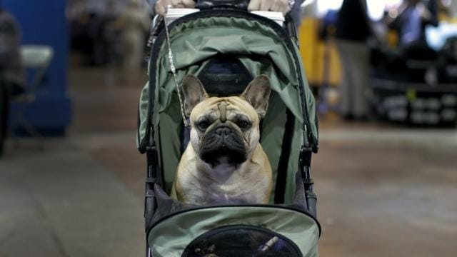 Can American Bulldogs Fly on Planes?