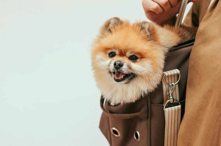 Are Pomeranian Puppies Easy to Train
