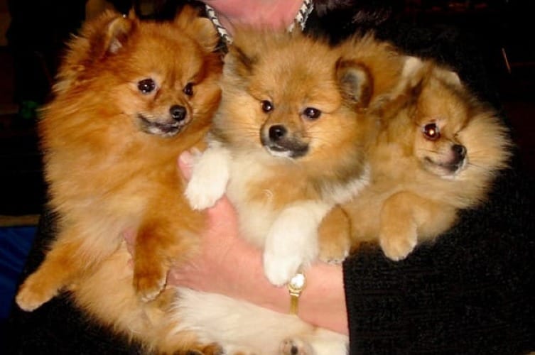 Are Pomeranians Expensive