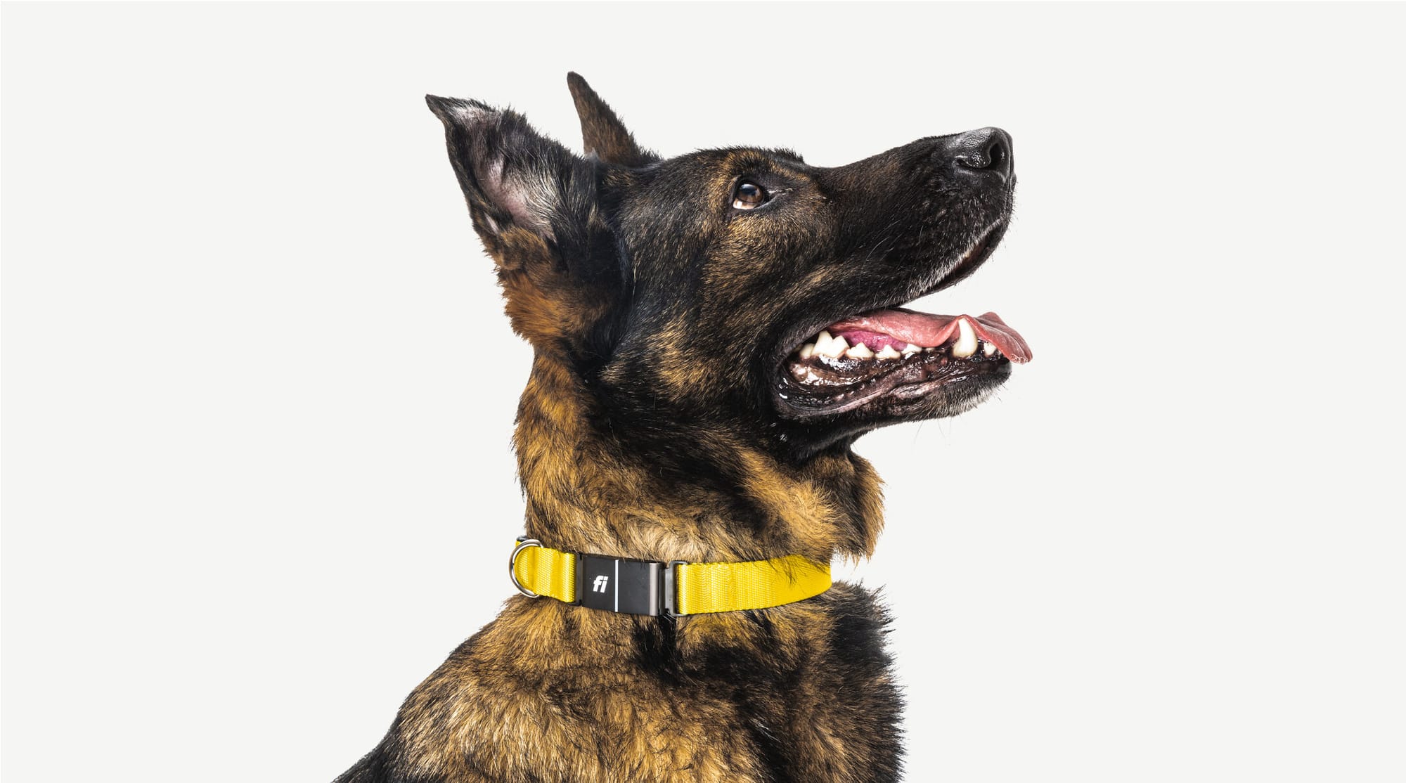 A New Era in Pet Care: Why GPS Collars are Becoming Essential for Dog Owners