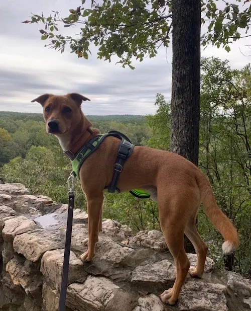 Feist store hound mix