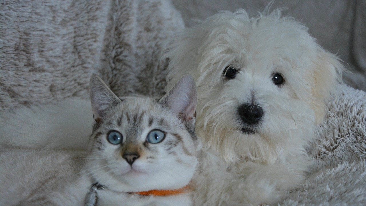 Maltese Dog with a Cat
