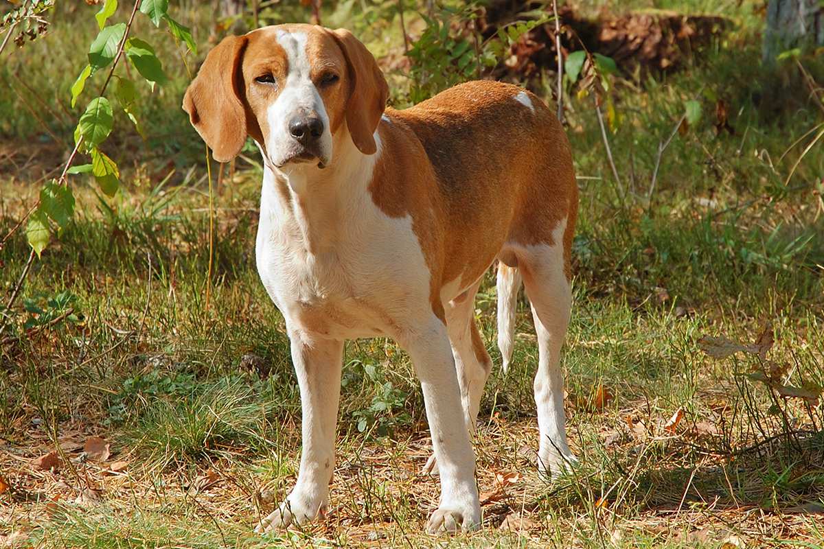 American Foxhounds