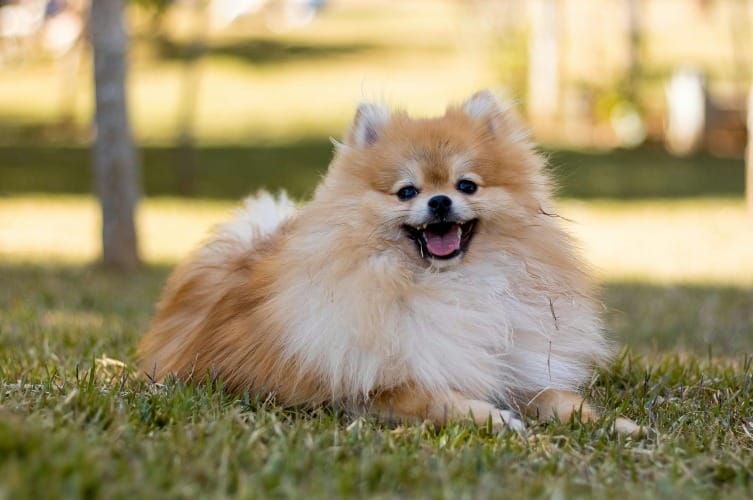 Harmonious Living: Are Pomeranians Good With Cats