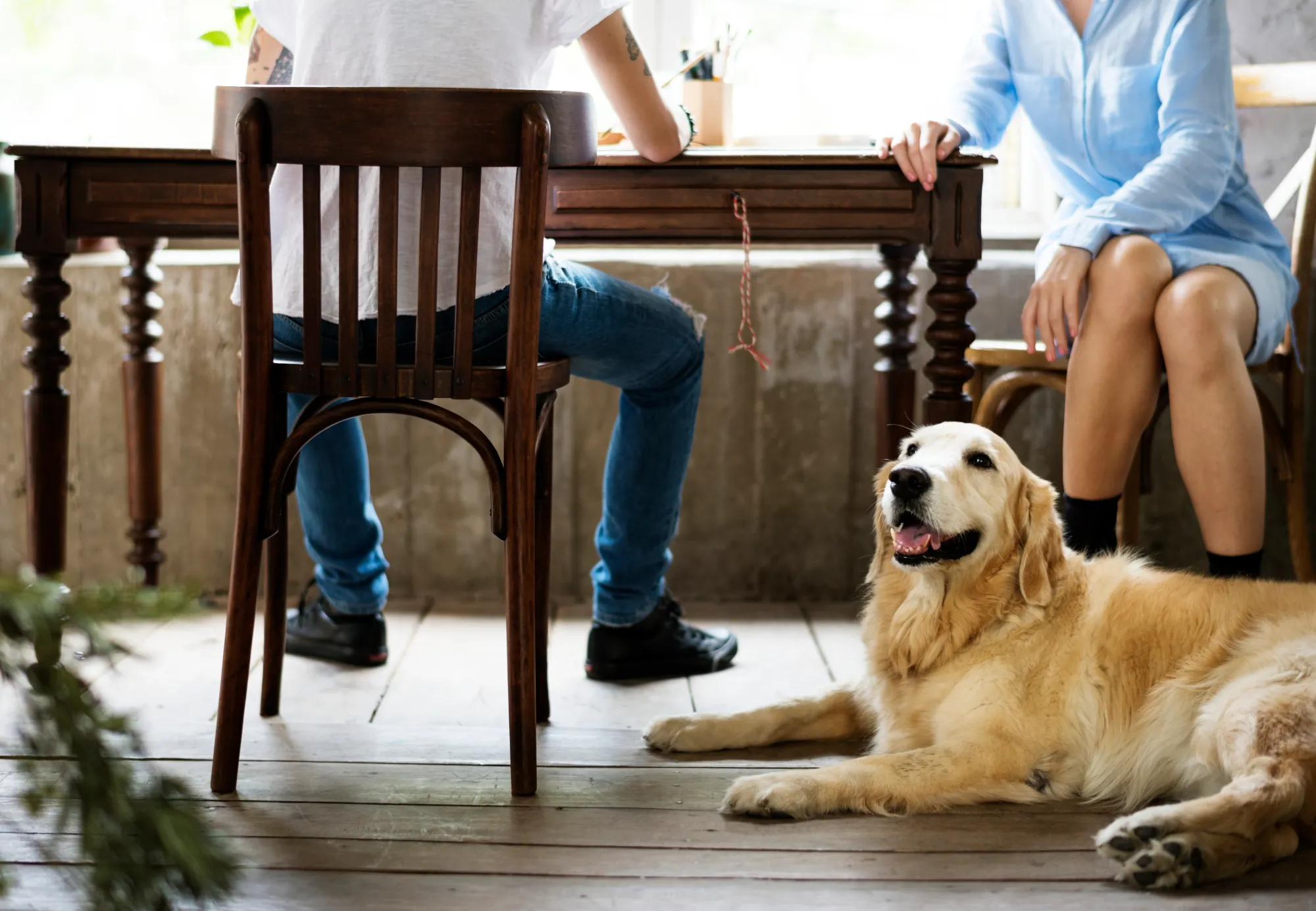 Dog's Social Behavior and Loyalty