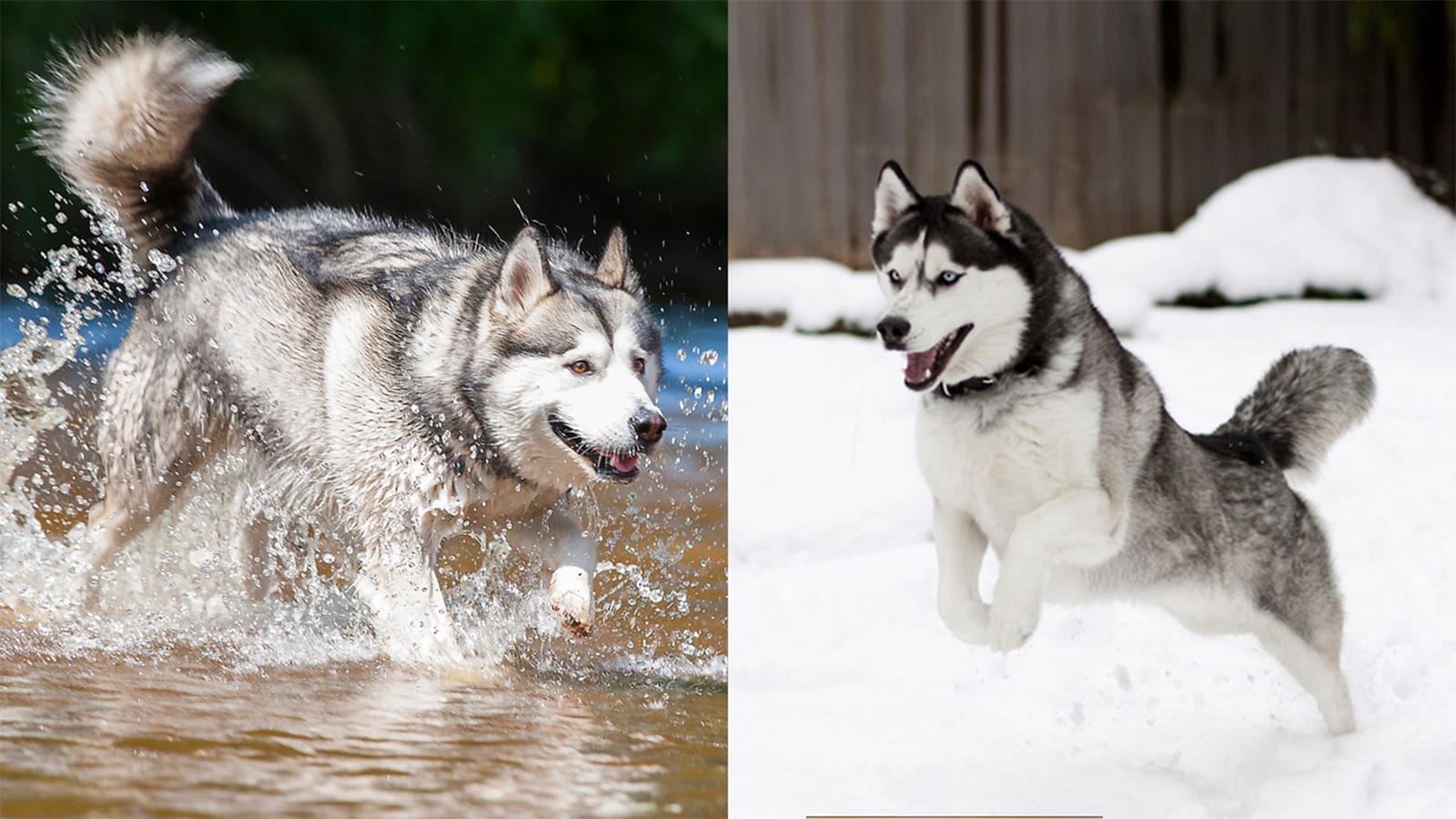 Are Alaskan Malamute and Husky the Same?
