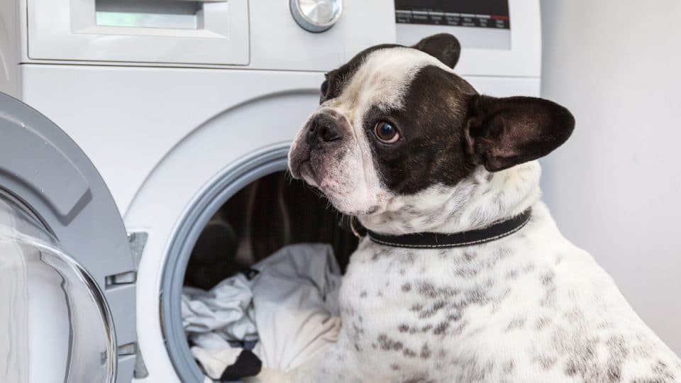 Can Dog Collars Go in the Washing Machine?