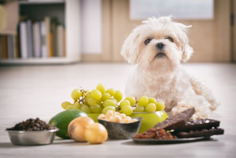 Maltese Dog and fruits