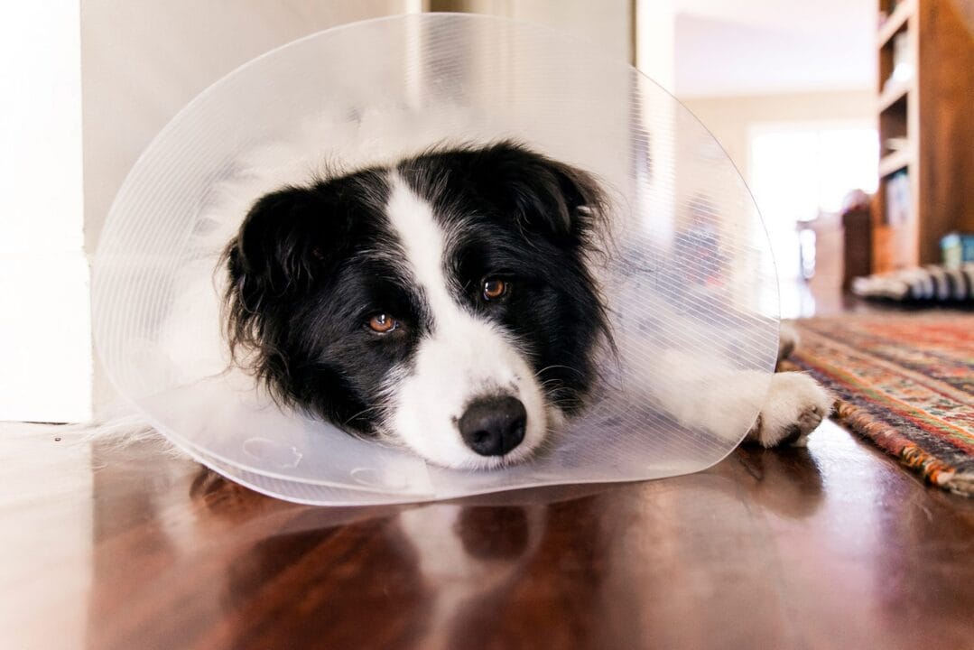 Dog having Collar After Surgery