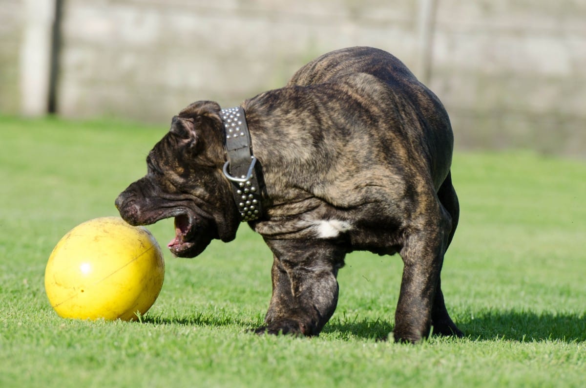 Best Food for Cane Corso Puppy