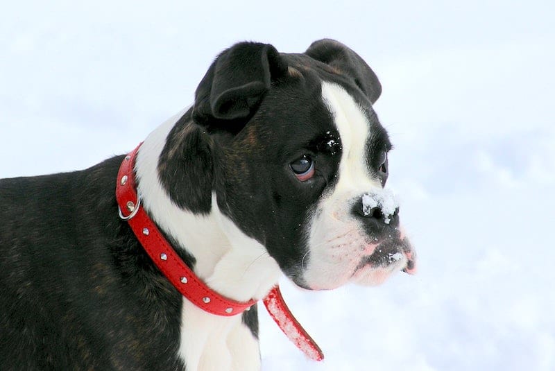 Collars for Dogs With Sensitive Skin