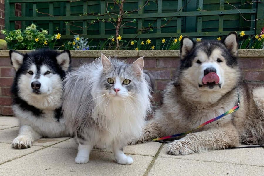 Are Alaskan Malamutes Good with Cats?
