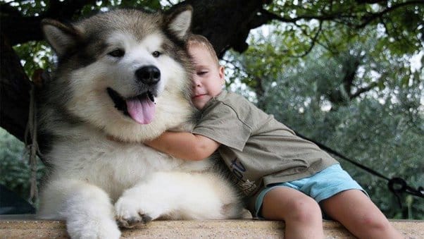 Malamute aggression best sale