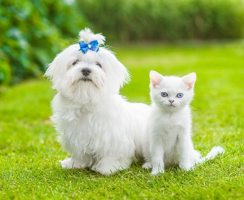  Maltese Dog with Cat