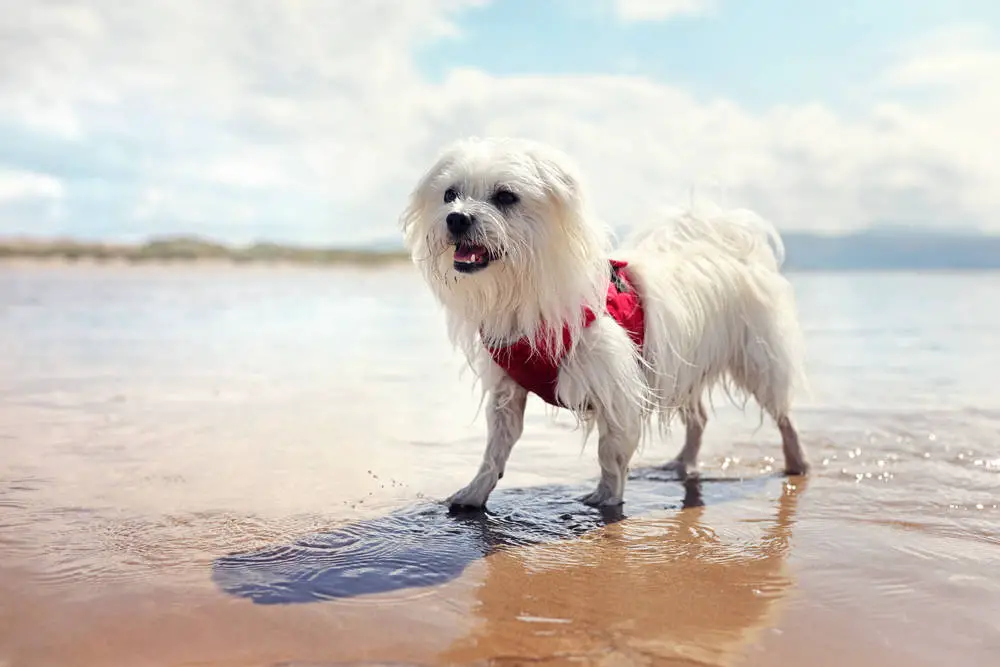 Maltese dog on beachside water