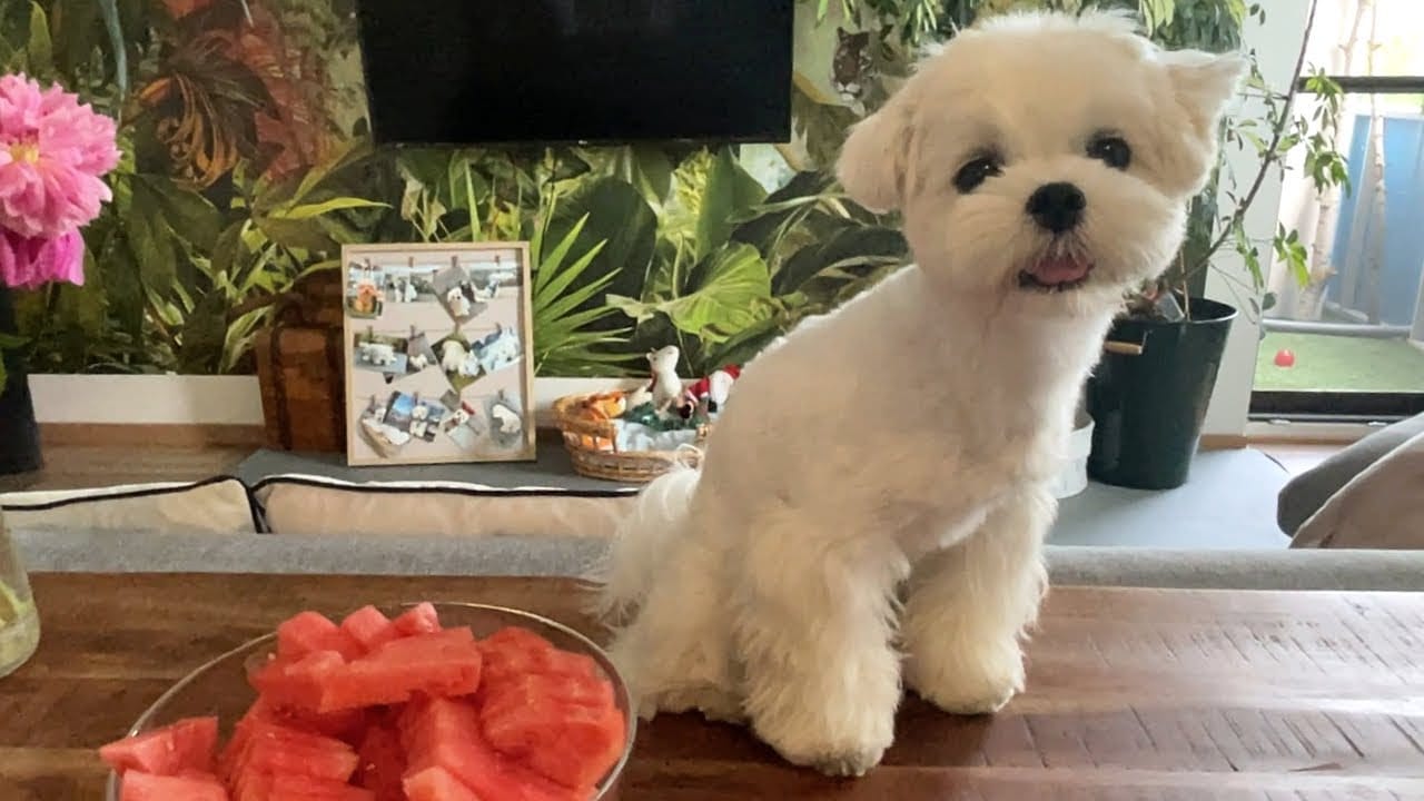 Can Maltese Eat Watermelon?