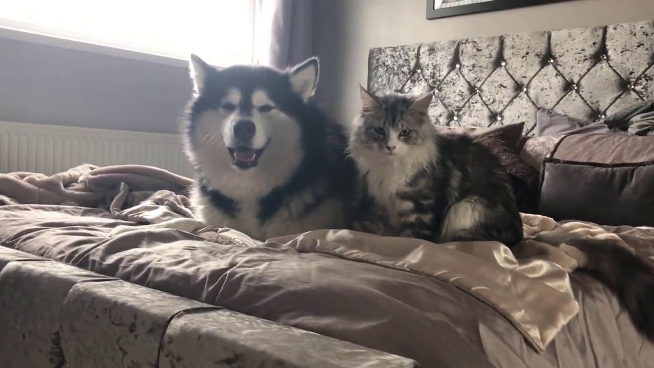 Are Alaskan Malamutes Good with Cats?