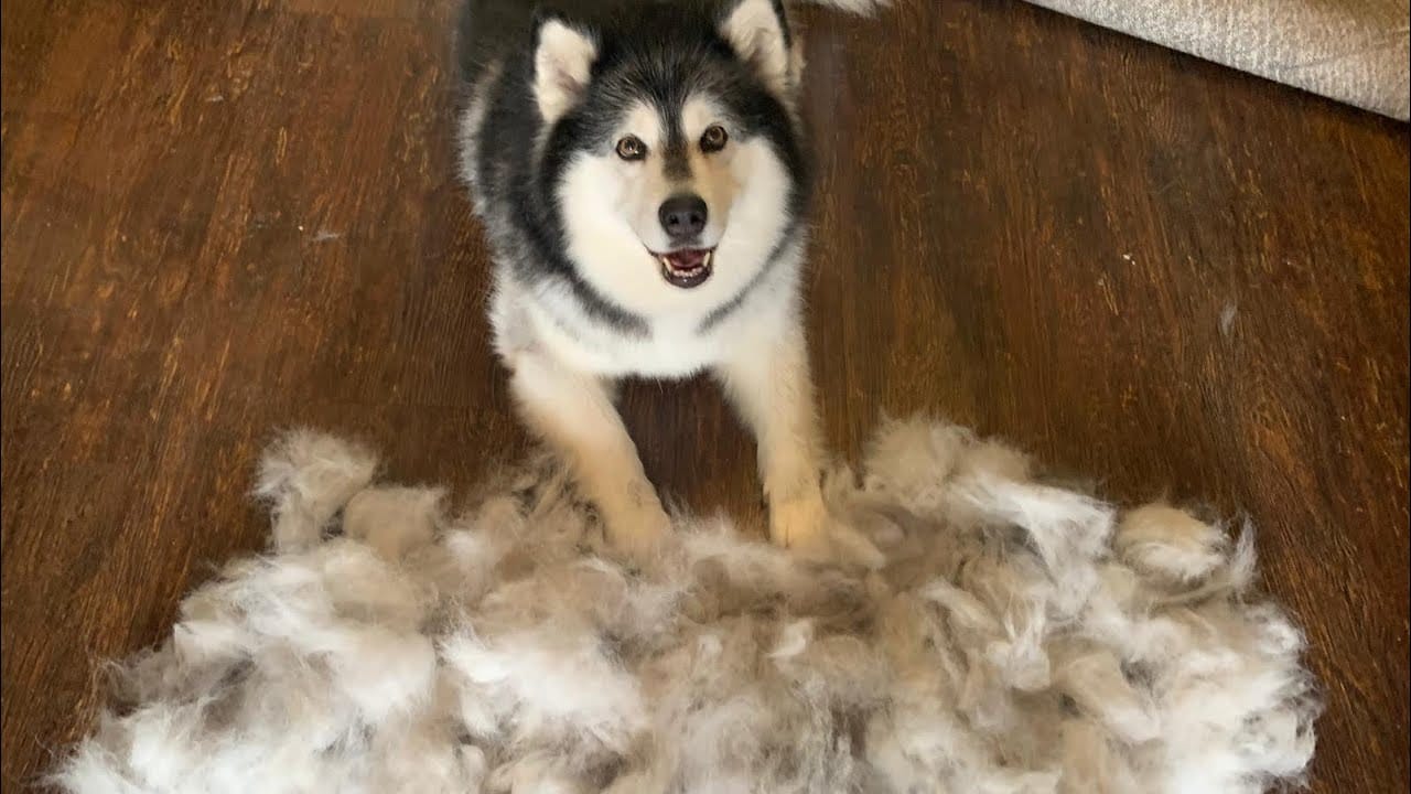 Malamute shedding hot sale