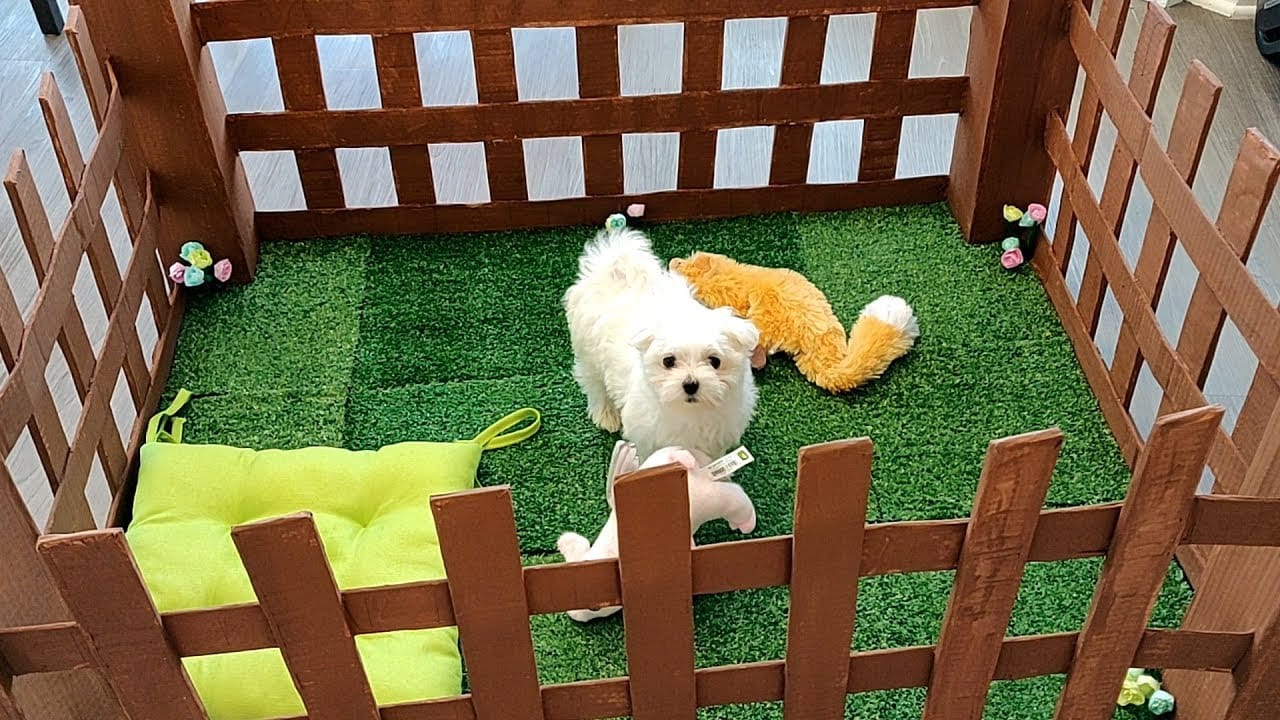 Keep Small Dogs Inside Fence
