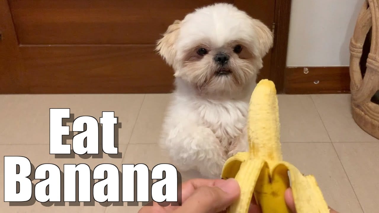 Maltese Dogs and Banana