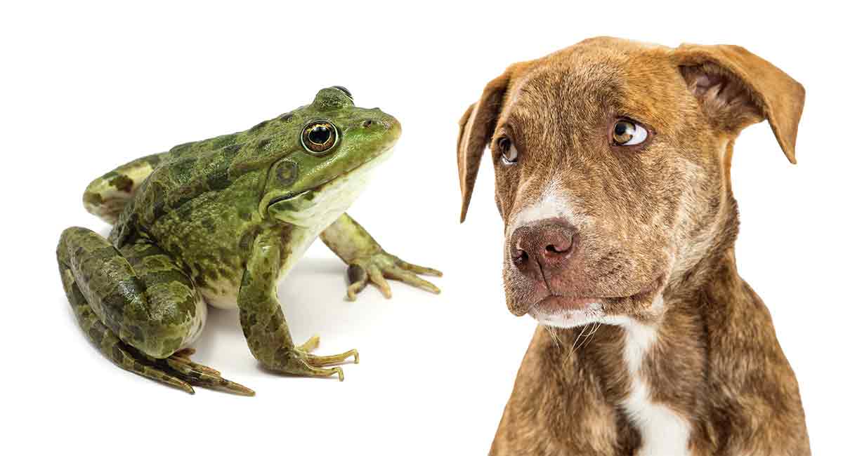 Are Frogs Poisonous to Dogs?
