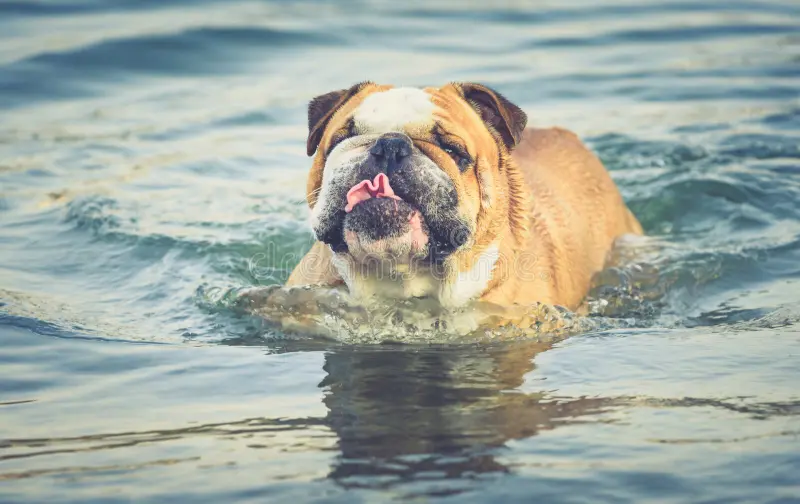 Can American Bulldogs Swim?