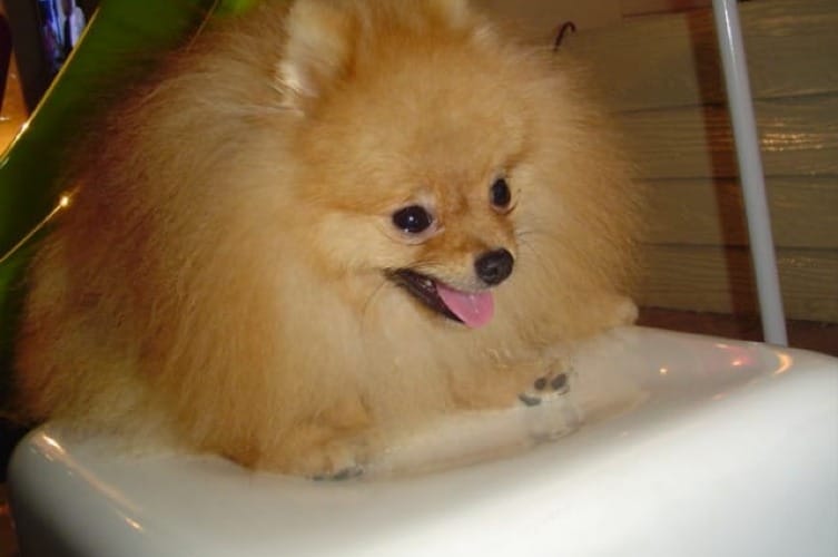 Are Pomeranians Good for First Time Dog Owners