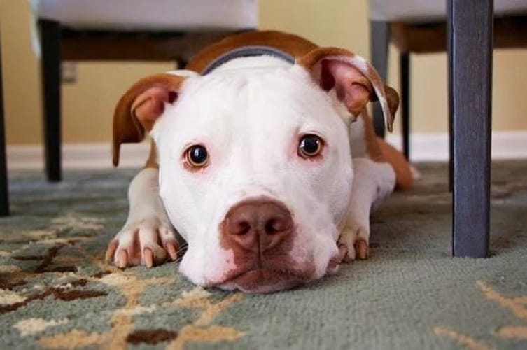 Soothing Pitbull Skin Allergies Tips & Treatments