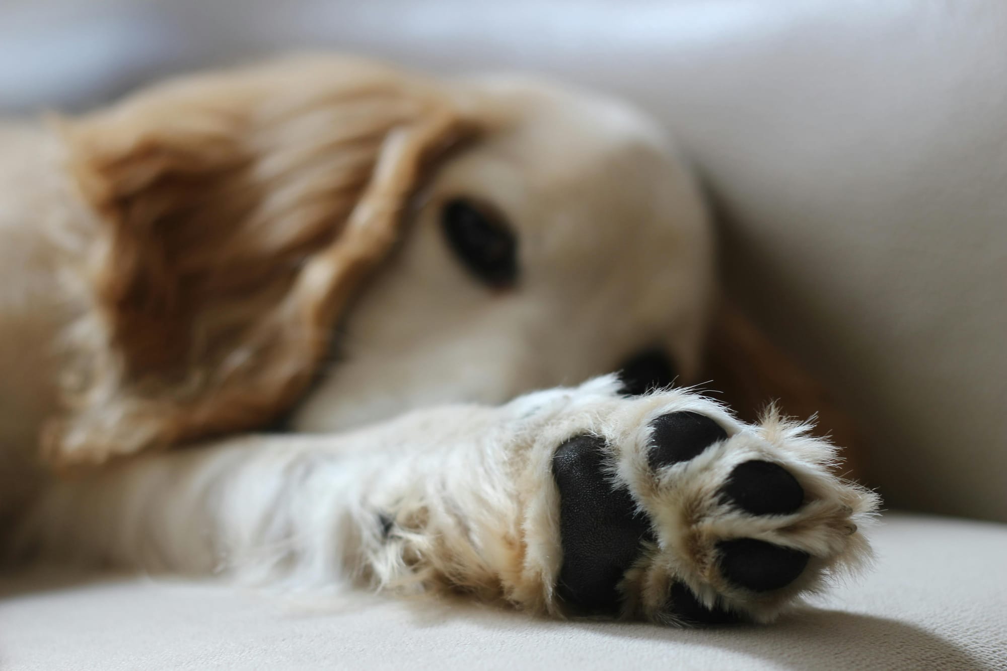 Discovering Dog Paw Growths Causes & Care