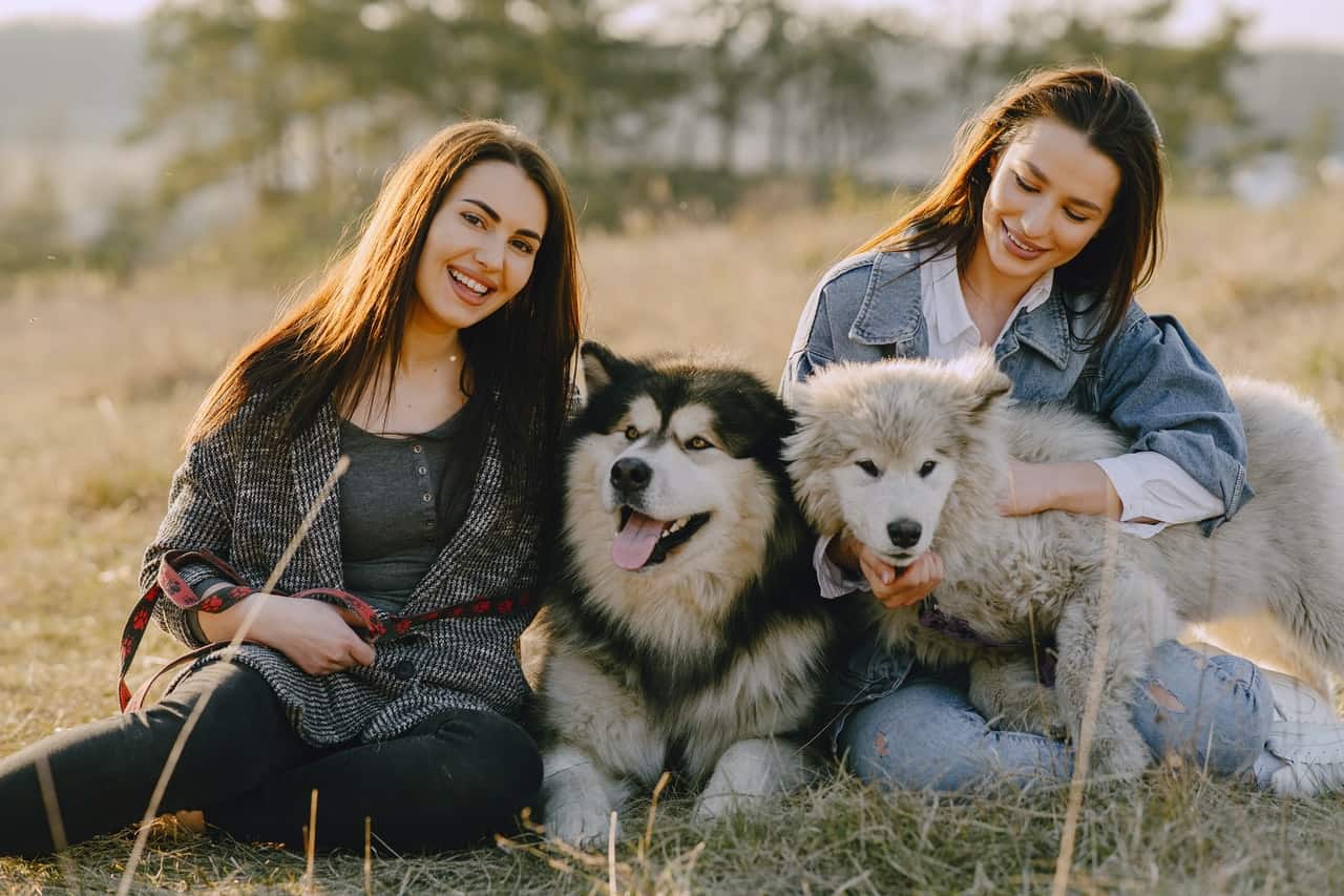 are alaskan malamutes good for first time owners?