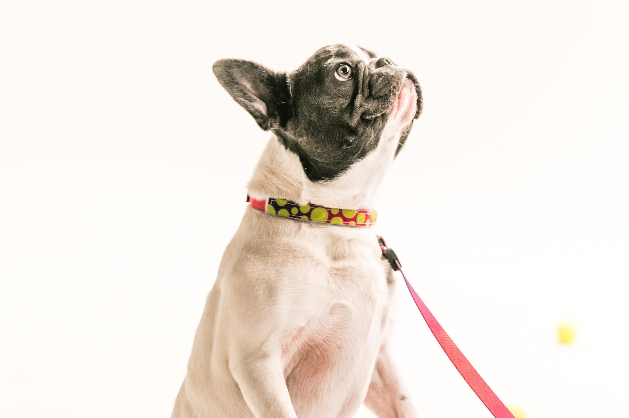 Designer Dog Collars