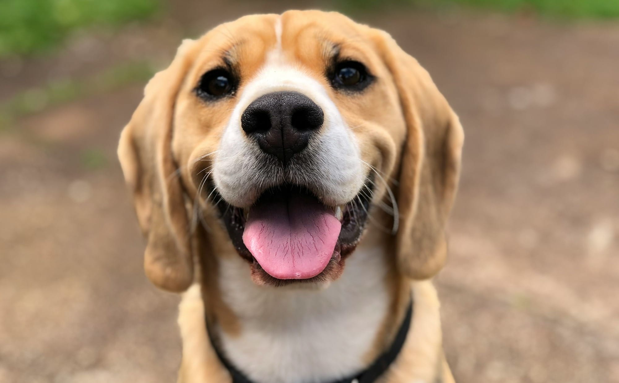 How Long Do Beagles Live