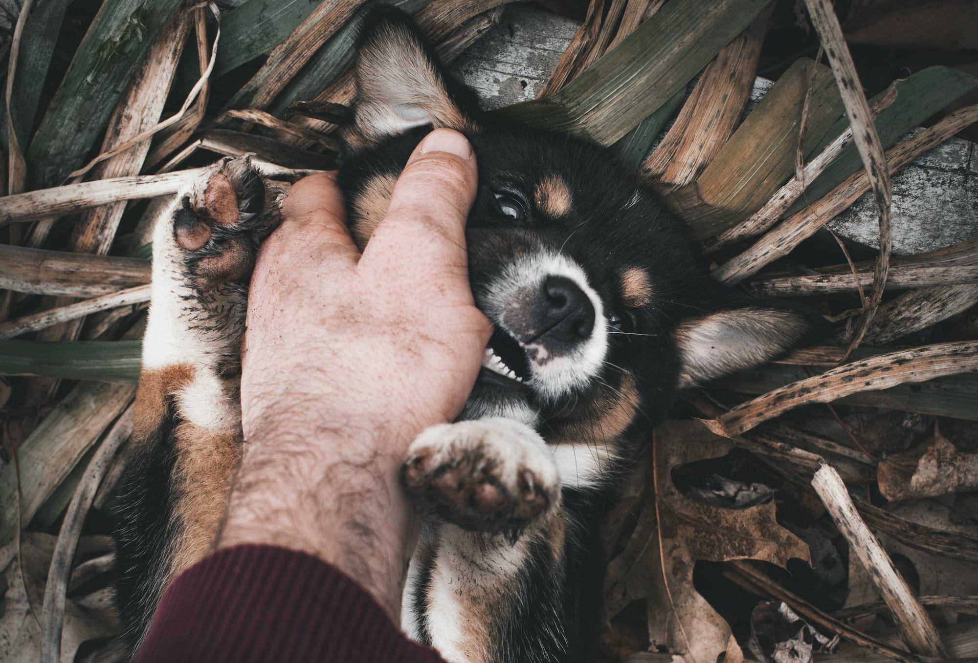 how to stop puppy biting