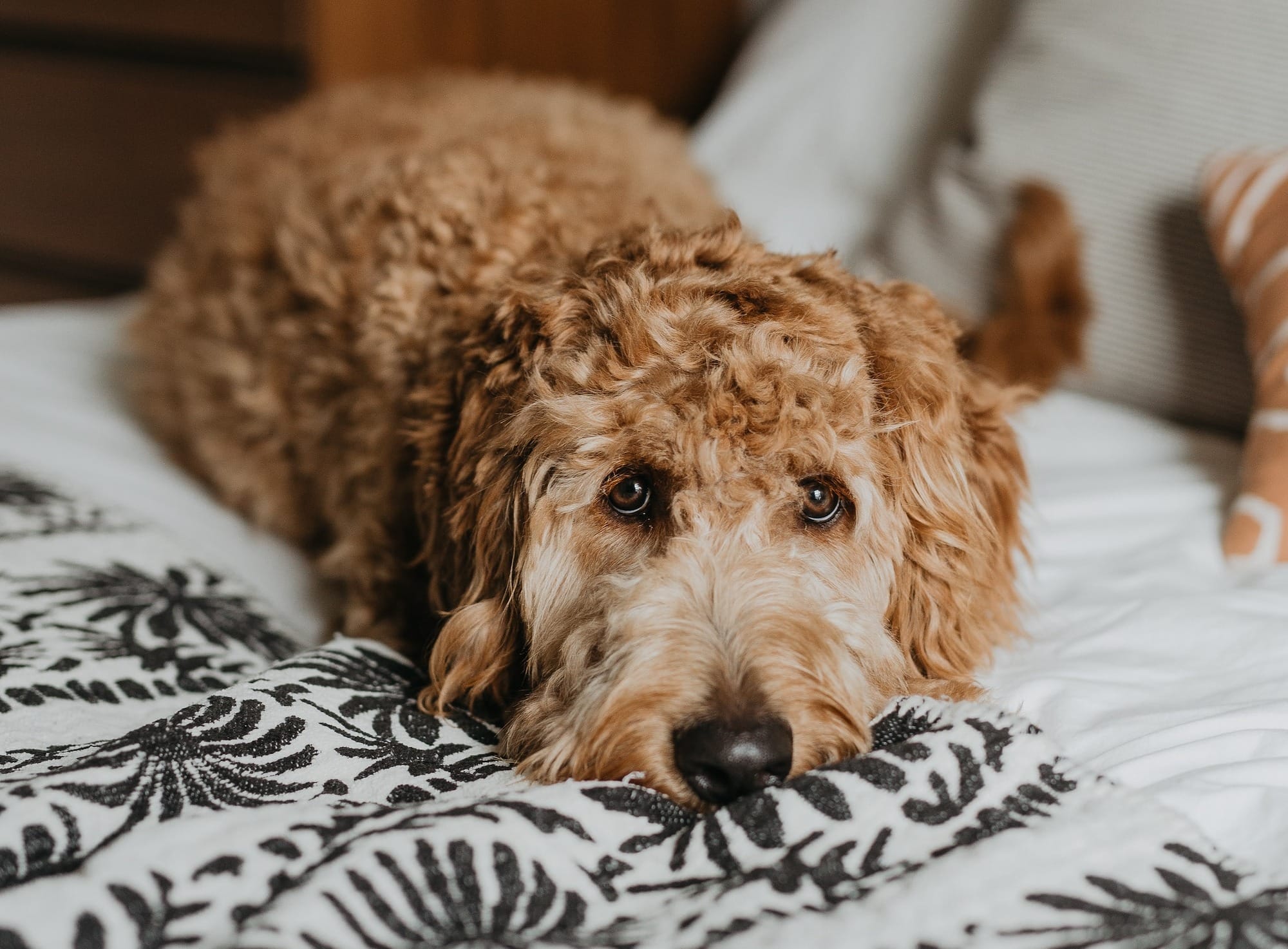 Do Goldendoodles Shed