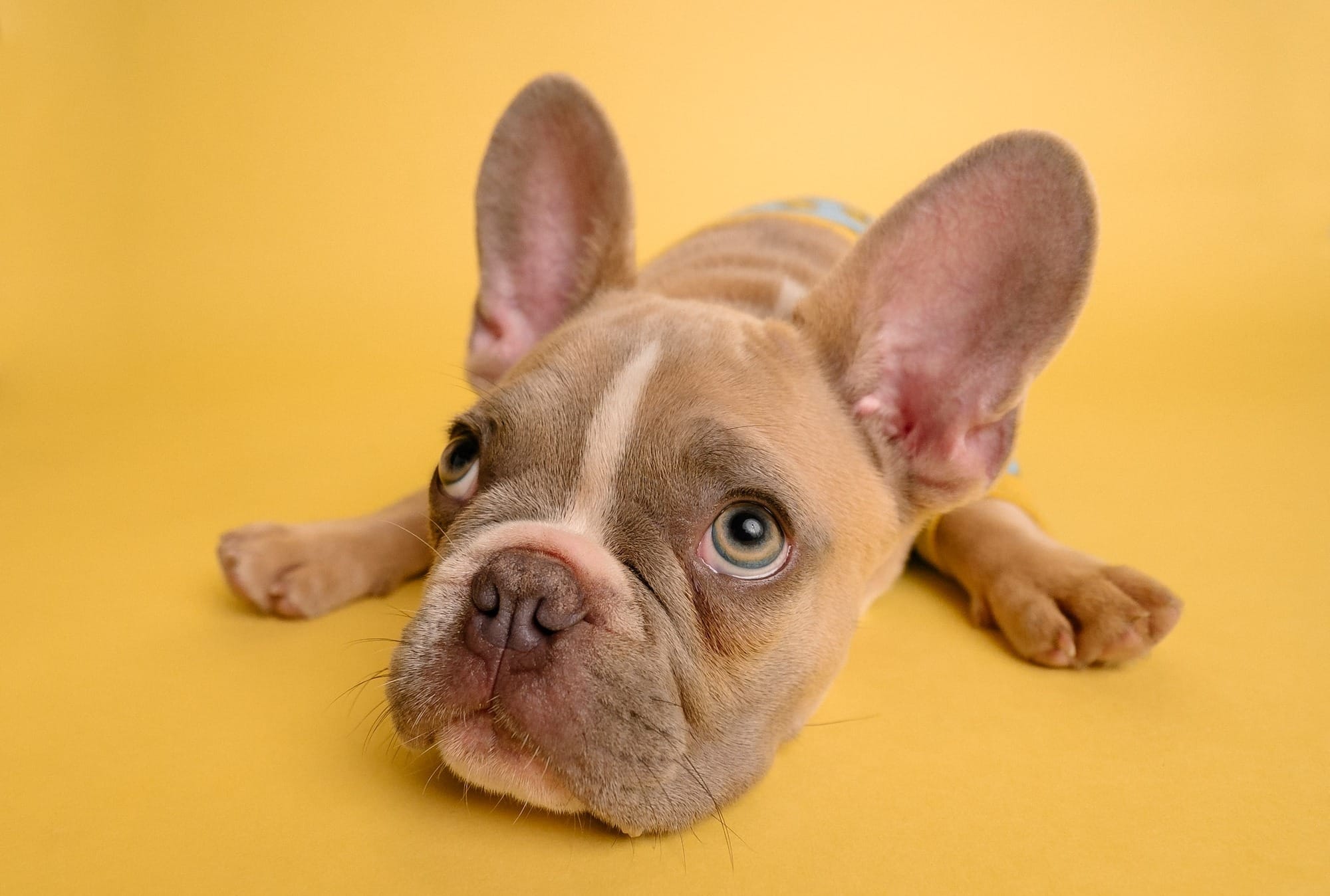 When Do French Bulldog Ears Stand Up