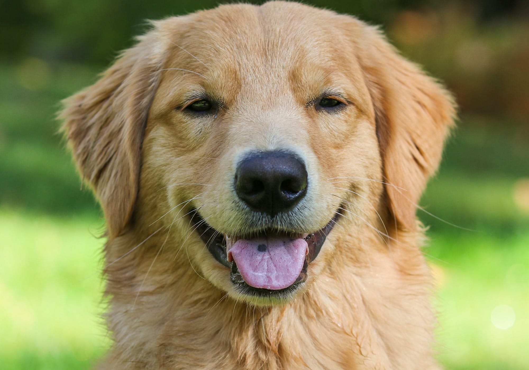 Can Golden Retrievers Eat Cheese