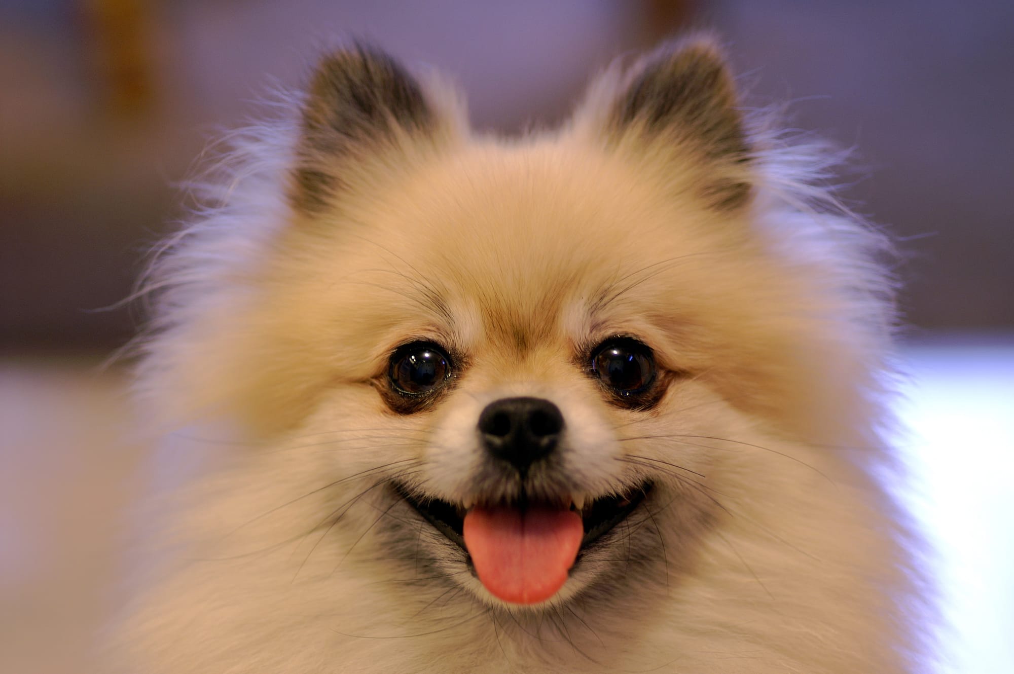 Are Pomeranians Easy To Potty Train: Tips For Success