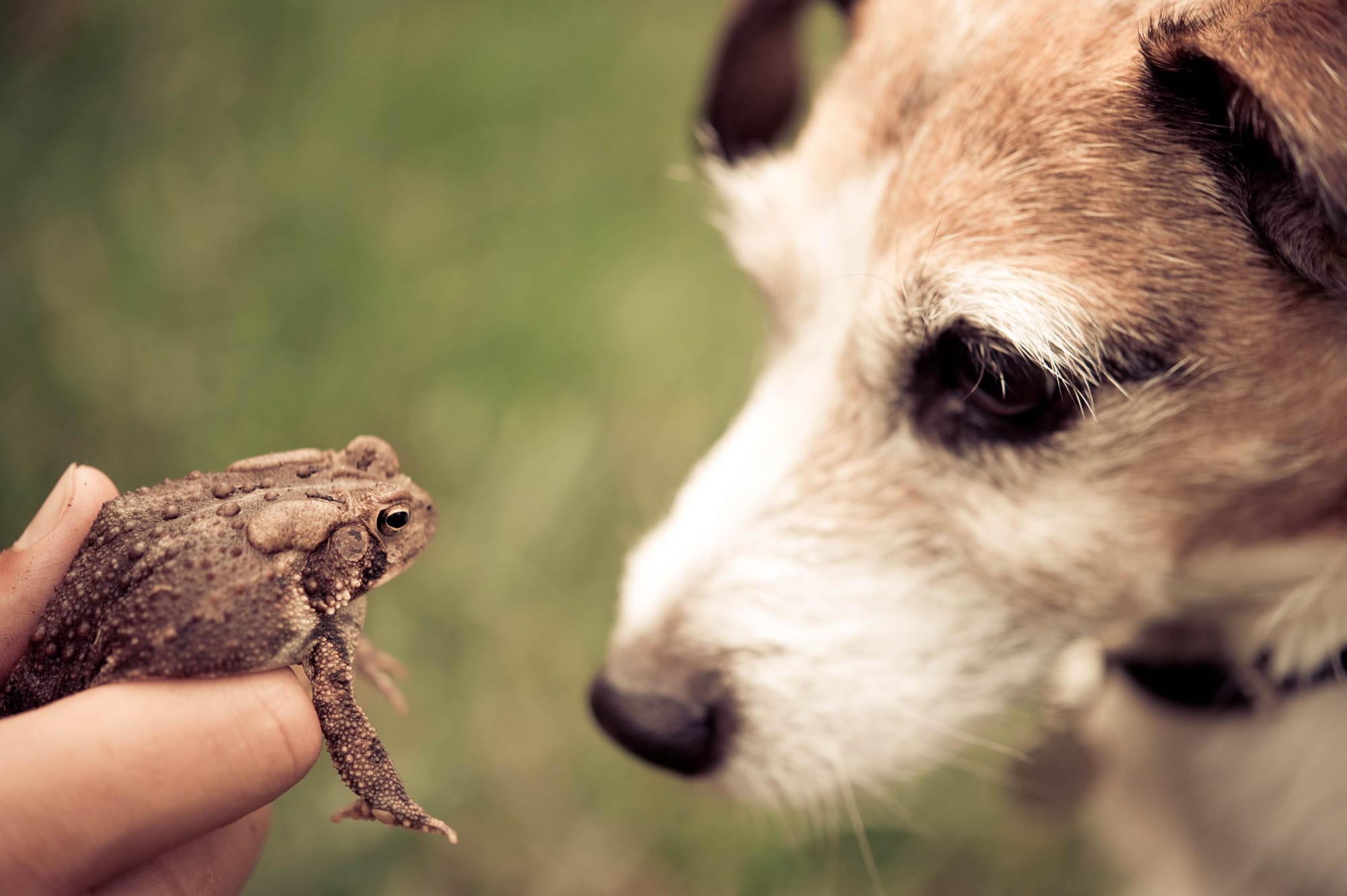 Are Frogs Poisonous to Dogs?