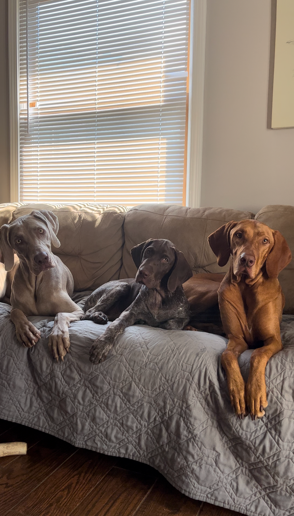 DOGFLUENCERS: Meet Niko, Nova, & Nabu, Instagram's Viral Dog Trio