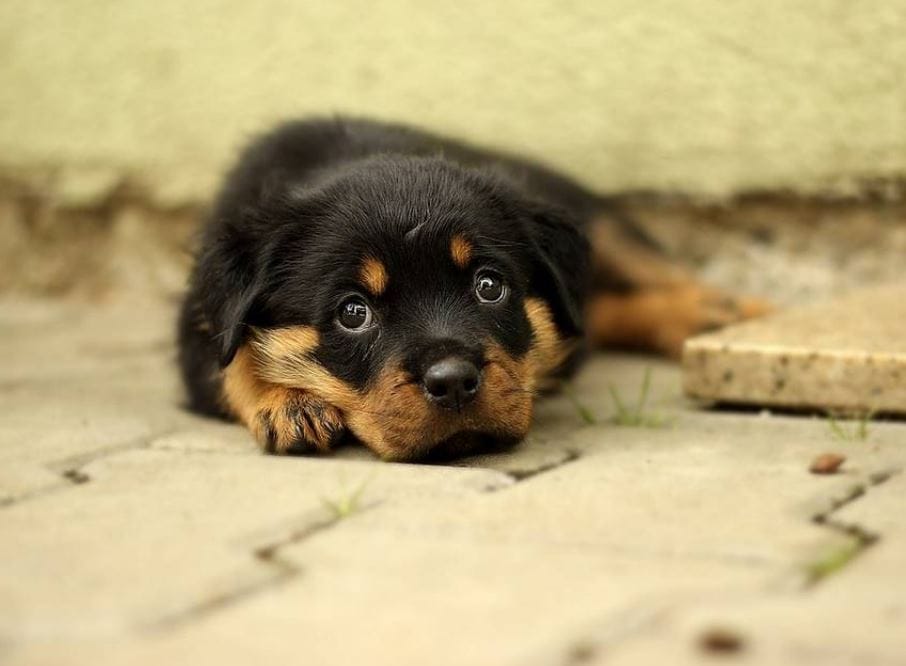 Rottweiler Growth Timeline: When Do They Mature