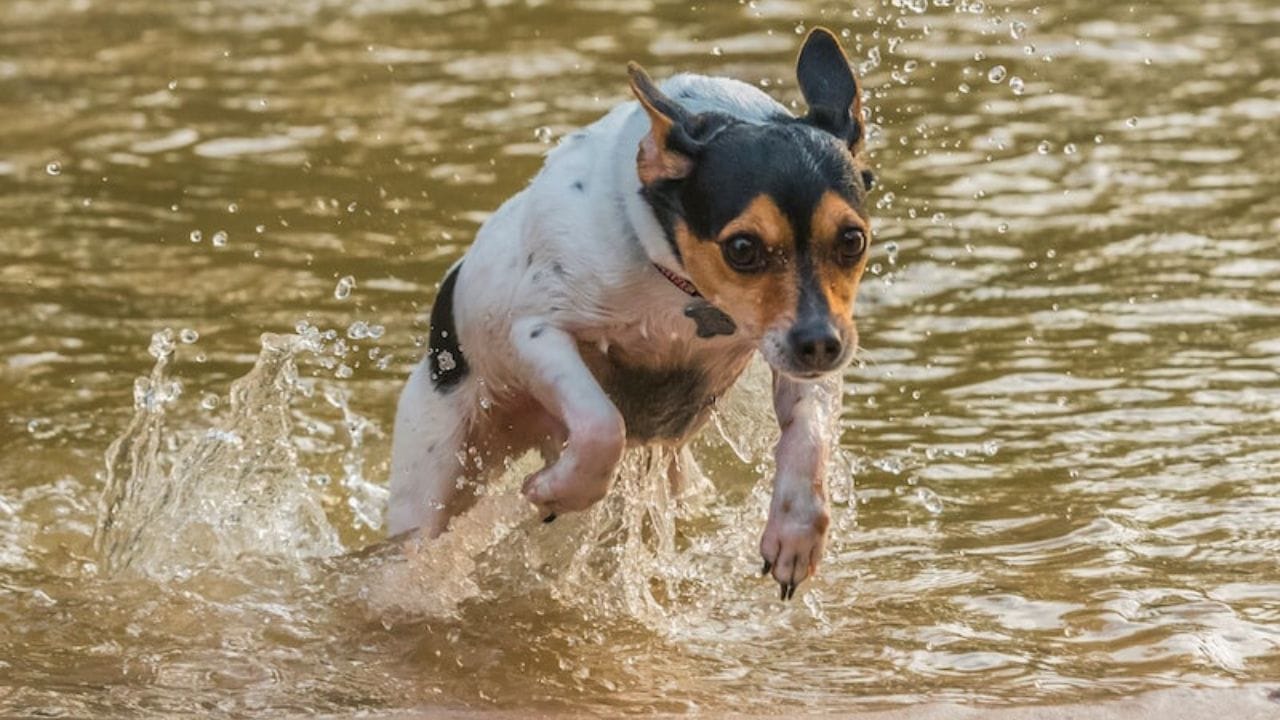 Rat terriers swimming