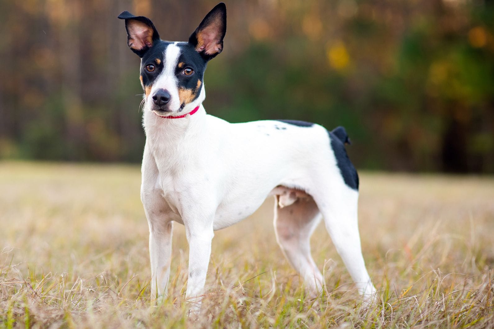 Rat Terriers