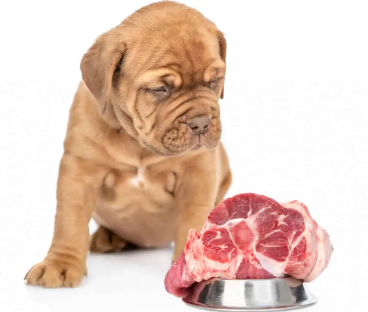 American Bulldog and Raw Meat