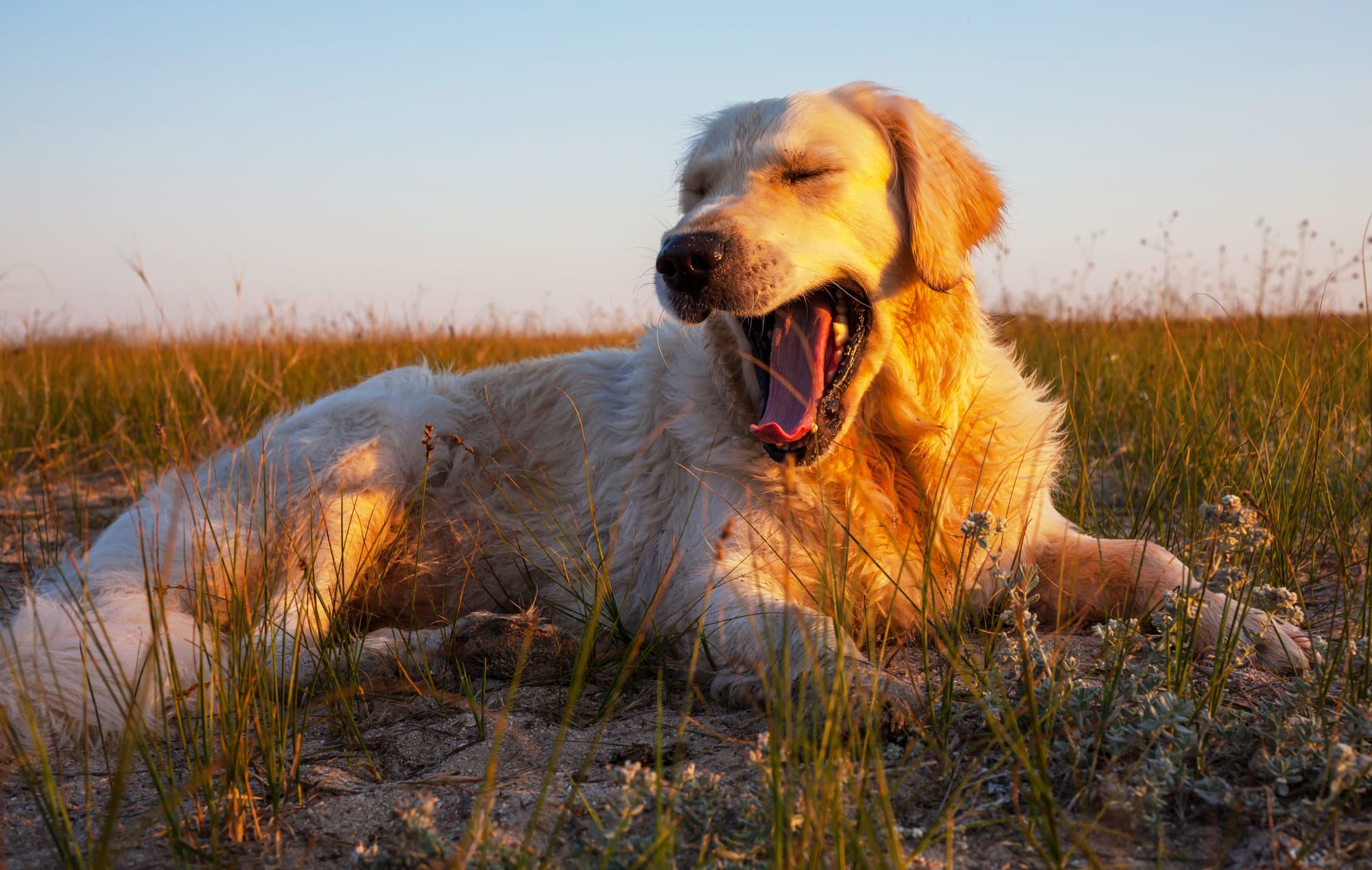 Are Golden Retrievers Hypoallergenic