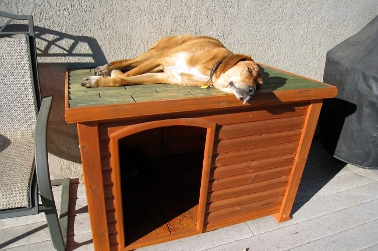 Large Dog Kennel Outdoor